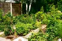 wyndcote bonsai nursery field grown trees