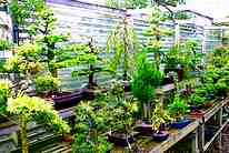 wyndcote bonsai nursery part trained trees