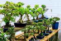 wyndcote bonsai nursery styled trees 2