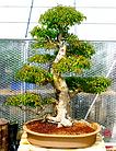 wyndcote bonsai nursery trees privet